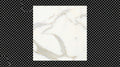 Calacatta Gold Marble Tile 12x12 Honed