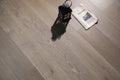 Progettista Euro Oak 7.5x74.81 ABCD 2mm Engineered Hardwood Flooring