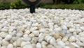 Close-up of White Stone Polished 1.2 - 1.6CM (1/2 - 5/8 Inch) Small White Ultra Pebbles, in White tones.