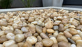 Close-up of Yellow Stone Polished 5 - 8CM (2 - 3 1/8 Inch) Large Yellowultra Pebbles, in Yellow tones.