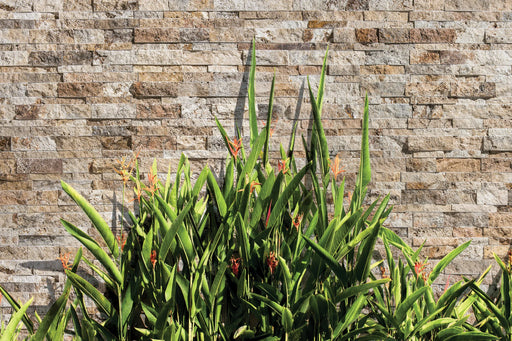 Scabos Split 3D Stack 5-7/8x24 Mesh Travertine Ledger Stone