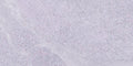 Stoneline Light Gray 24x48 Porcelain Tile