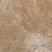 English Walnut Travertine Tile 12x12 Unfilled, Honed