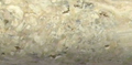 Philadelphia Travertine Trim 12 Honed     Double Ogee