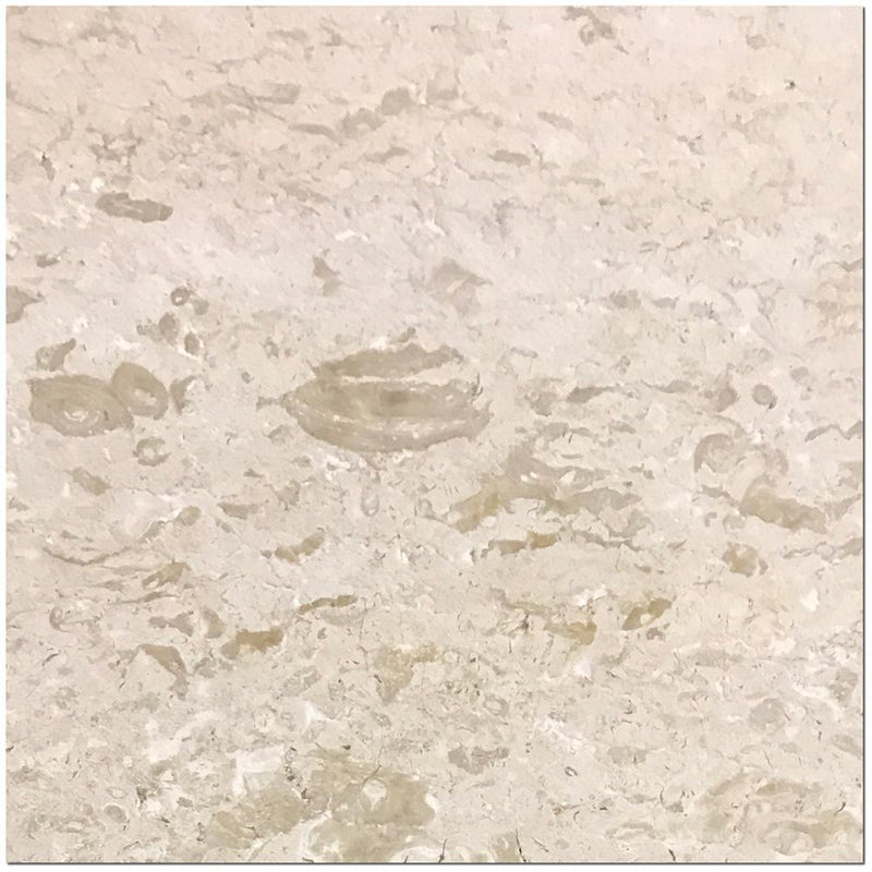 Shell Stone Limestone Tile 24x24 Brushed