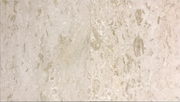 Shell Stone Limestone Tile 24x24 Brushed